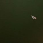 昨晚金边一中国女子公寓50楼坠亡 警方初步认定为自杀-足彩论坛-足彩策略-足彩投注网